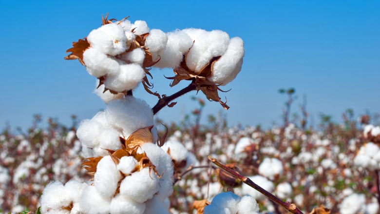 Crop Production :: Fibre :: Cotton :: Irrigated Cotton