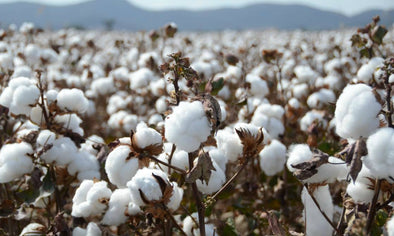 Cotton field LumberUnion