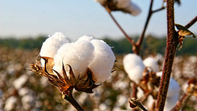 Cotton farming field